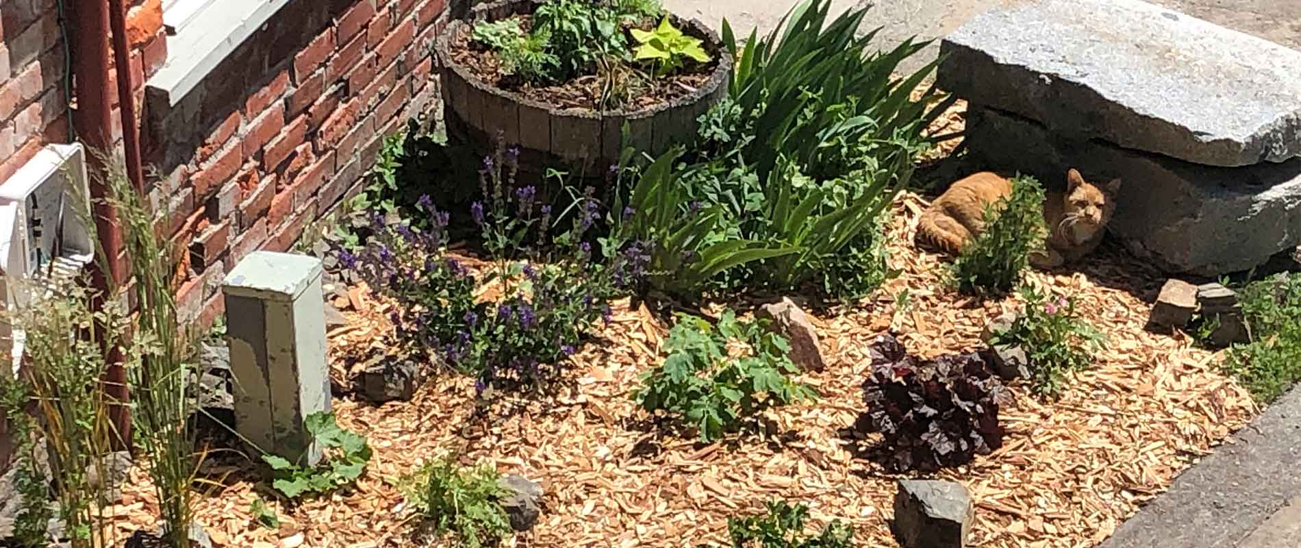 Renovating Flower Beds